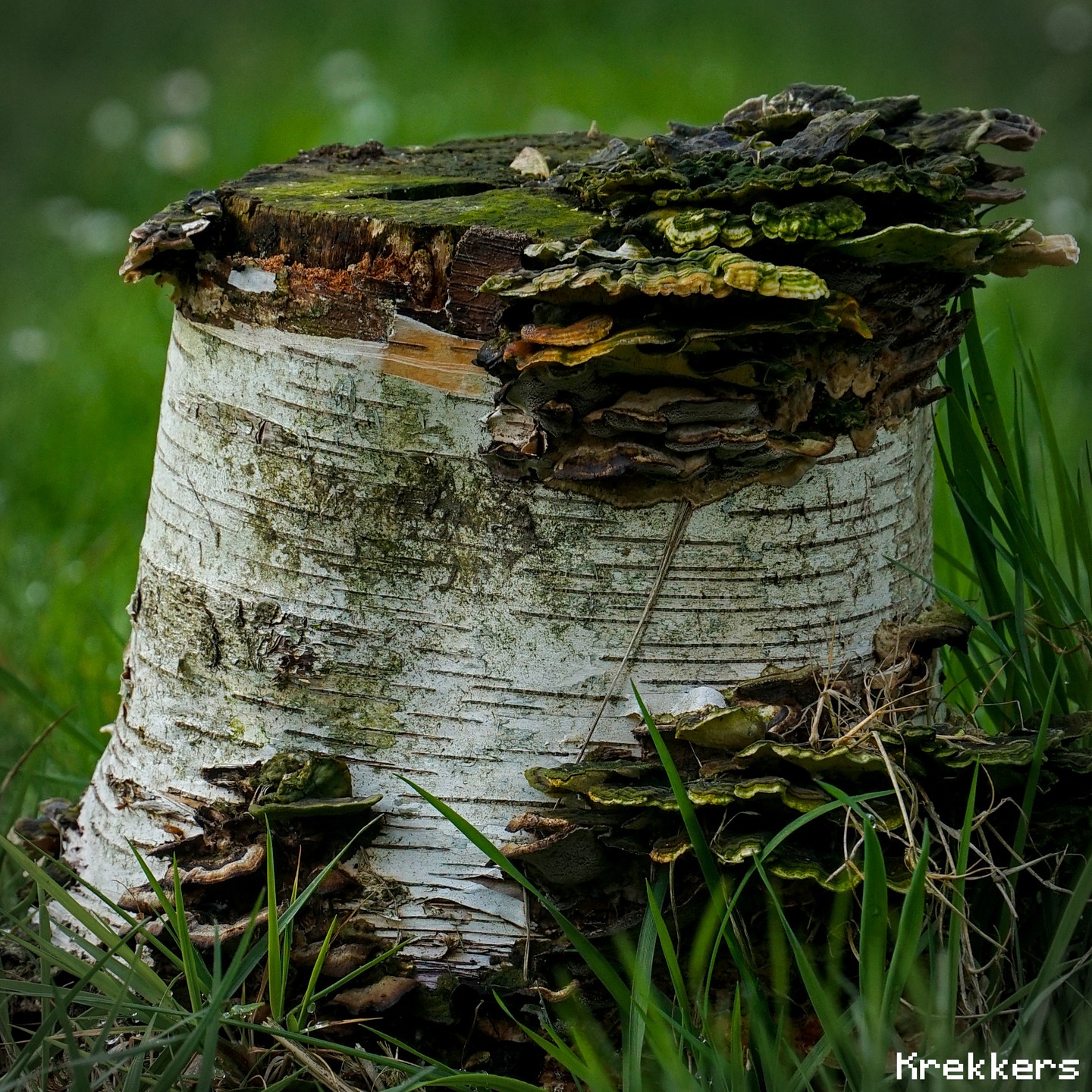 tree_stump